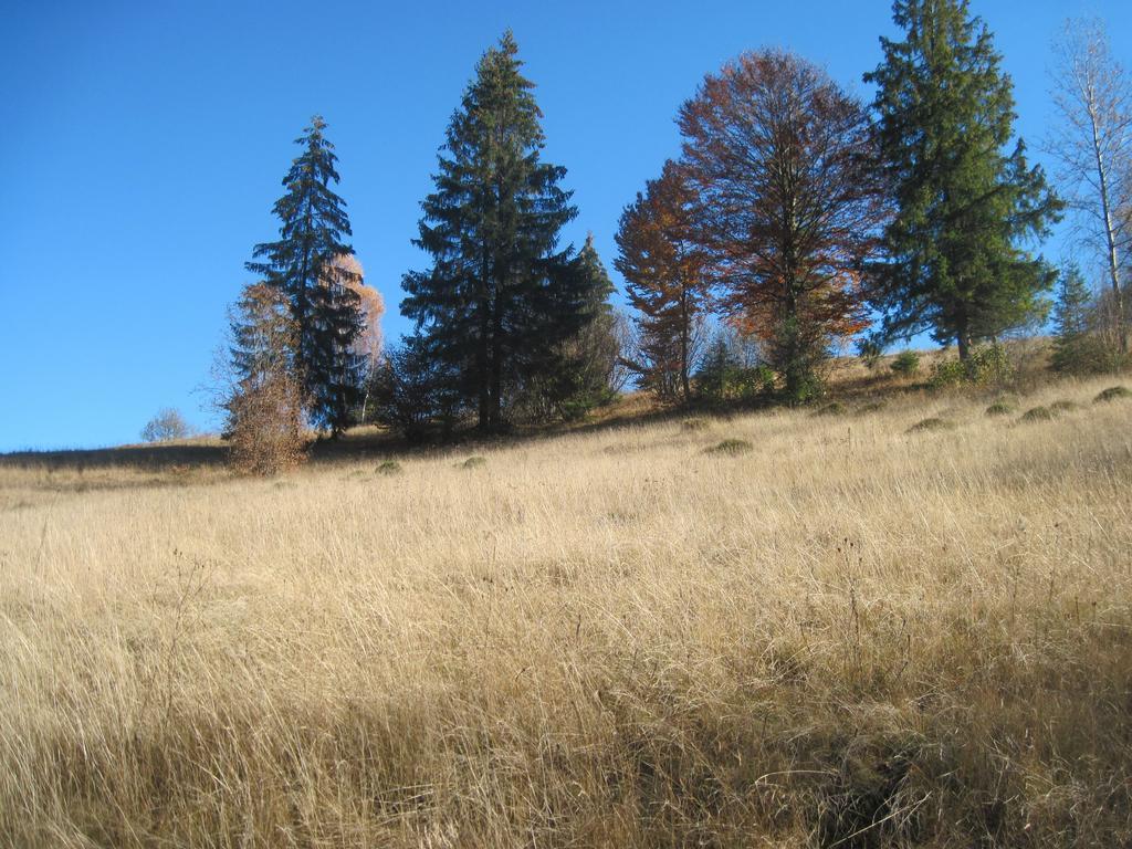 Guest House Stari Druzy Slavske Exteriér fotografie
